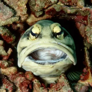 Jawfish Jawfish