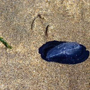 Jellyfish - By-the-wind-Sailor (Velella velella) Stranded on sea shore