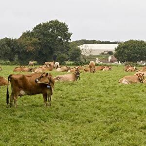 Jersey Cows on Jersey, Channel Islands
