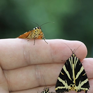 Jersey Tiger Moth (Euplagia quadripunctaria) three adults, resting on human hand, Blackheath, Greater London, England