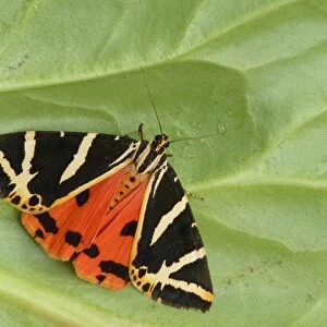 Jersey Tiger Moth (Euplagia quadripunctaria) adult, showing red hindwing colouration, resting on leaf, Italy, july