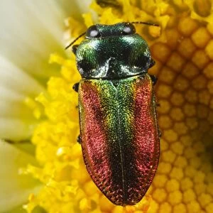 Jewel Beetle (Anthaxia fulgurans) adult female, feeding on Ox-eye Daisy (Leucanthemum vulgare) flower