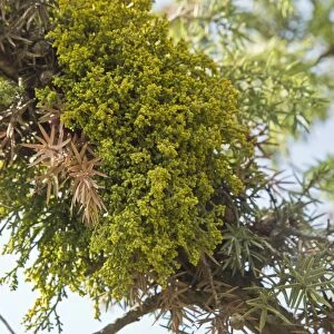 Juniper Dwarf Mistletoe (Arceuthobium oxycedri) hemiparasite on juniper, Pontic Mountains, Anatolia, Turkey, July