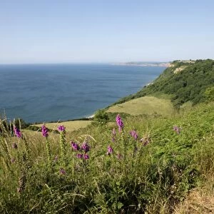 Jurassic Coast at Weston Mouth near Sidmouth on a fine high summer day with foxgloves flowering with blue sky
