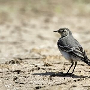 Juvenile Pied Wagtail on dry mud