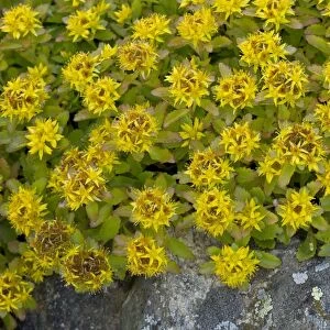Kamchatka Stonecrop (Sedum kamtschaticum) flowering, September