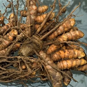 Kasturi Turmeric (Curcuma aromatica) tuberous rootstock, Trivandrum, Kerala, India