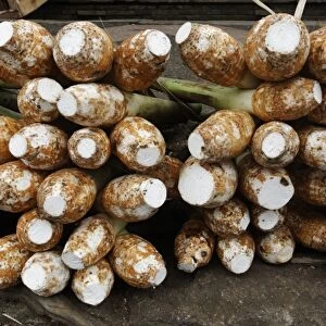 Keladi Tikus (Typhonium flagelliforme) harvested root crop, for sale at market, Indonesia, march