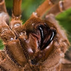King Baboon Spider (Citharischius crawshayi) adult female, close-up of fangs (captive)