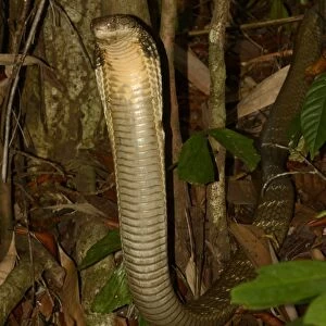 King Cobra (Ophiophagus hannah) adult, rearing up with hood flattened in threat display, in native forest at night