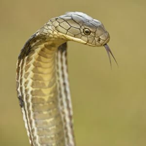 King Cobra (Ophiophagus hannah) adult, close-up of head, flicking forked tongue