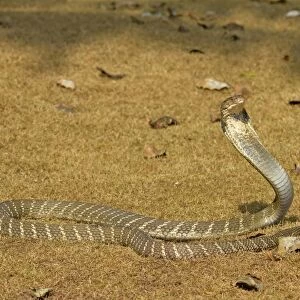 King Cobra (Ophiophagus hannah) adult, rearing up with hood flattened in threat display, Bali, Lesser Sunda Islands