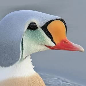 King Eider (Somateria spectabilis) adult male, breeding plumage, close-up of head, swimming at sea, Northern Norway