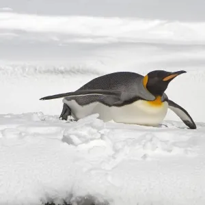 King Penguin (Aptenodytes patagonicus) adult, tobogganing, South Georgia King Penguin (Aptenodytes patagonicus) adult, tobogganing, South Georgia