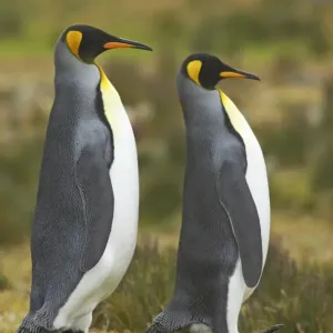 King Penguin (Aptenodytes patagonicus) adult pair, in courtship walking display, Fortuna Bay, South Georgia King Penguin (Aptenodytes patagonicus) adult pair, in courtship walking display, Fortuna Bay, South Georgia