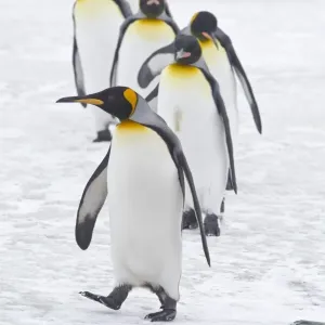 King Penguin (Aptenodytes patagonicus) six adults, on snow, walking in line towards stream, St. Andrews Bay, South Georgia King Penguin (Aptenodytes patagonicus) six adults, on snow, walking in line towards stream, St. Andrews Bay, South Georgia