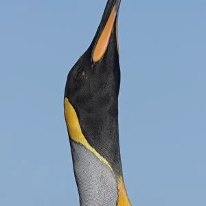 King Penguin (Aptenodytes patagonicus patagonicus) nominate subspecies, adult male, trumpeting, close-up of head