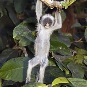 Kirks Red Colobus monkey (Procolobus kirkii) island endemic, baby hanging in tree, Jozani Forest, Zanzibar, Tanzania
