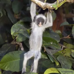 Kirks Red Colobus monkey print, baby in tree Kirks Red Colobus monkey print, baby in tree