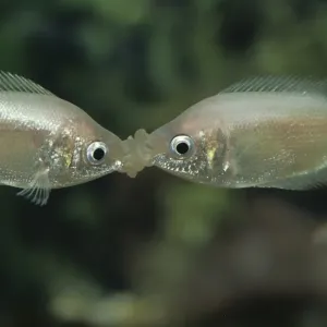 Kissing Gourami (Helostoma temmincki) Kiss rivals to gauge strength and establish heirarchy Kissing Gourami (Helostoma temmincki) Kiss rivals to gauge strength and establish heirarchy