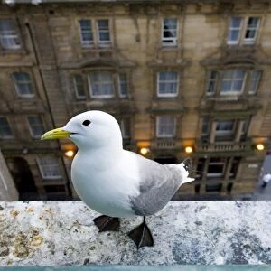 Kittiwake (Rissa tridactyla) adult, nesting on building in city centre, Newcastle, Tyne and Wear, England, june