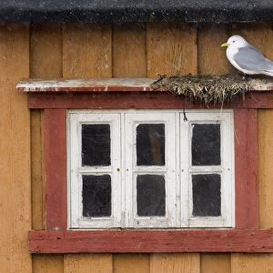 Kittiwake (Rissa tridactyla) adult, nesting on building, Vardo, Finnmark, Norway, march