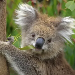 : Bears