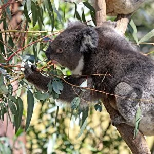 Koala (Phascolarctos cinereus) adult, feeding on eucalyptus leaves, South Australia, Australia