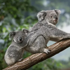 Koala (Phascolarctos cinereus) adult female with young, sitting on branch (captive) Koala (Phascolarctos cinereus) adult female with young, sitting on branch (captive)