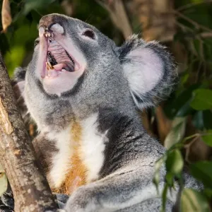 Koala (Phascolarctos cinereus) adult male, yawning, Australia Koala (Phascolarctos cinereus) adult male, yawning, Australia