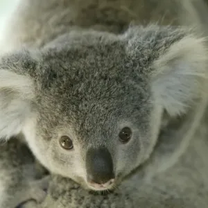 Koala Baby Riding on Mother's Back Print Koala Baby Riding on Mother's Back Print