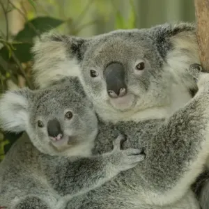 Koala Phascolarctos cinereus Phascolarctos cinereus young riding on back Koala Phascolarctos cinereus Phascolarctos cinereus young riding on back
