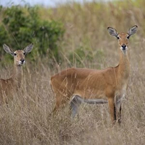 Kob (Kobus kob) two adult females, standing in long grass, Queen Elizabeth N. P. Uganda
