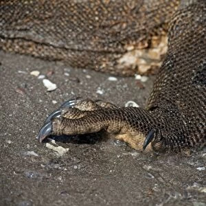Komodo Dragon (Varanus komodoensis) adult, close-up of hind foot, on beach, Horseshoe Bay, Rinca Island, Komodo N. P