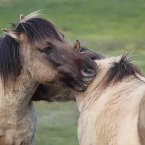 Konik Horse (Equus caballus gemelli) two adults, mutual grooming, close-up of heads, Suffolk, England, april Konik Horse (Equus caballus gemelli) two adults, mutual grooming, close-up of heads, Suffolk, England, april