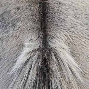 Konik Horse, gelding, close-up of dorsal stripe, in river valley fen, Redgrave and Lopham Fen N. N. R. Waveney Valley, Suffolk, England, november