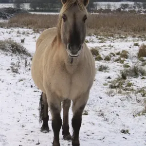 Konik Horse, gelding, standing on snow in river valley fen, Redgrave and Lopham Fen N. N. R. Waveney Valley, Suffolk, England, november Konik Horse, gelding, standing on snow in river valley fen, Redgrave and Lopham Fen N. N. R. Waveney Valley, Suffolk, England, november