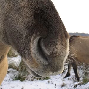 Konik Horse, geldings, close-up of nose, in snow covered river valley fen, Redgrave and Lopham Fen N. N. R