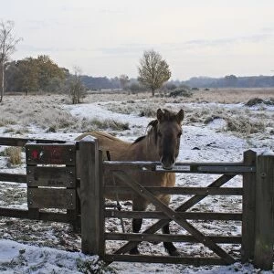 Konik Horse, mare, standing in snow at gate of reserve entrance, used as habitat management in river valley fen