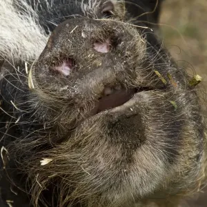 Cerdo de Kune kune nariz de jabalí. Cerdo de Kune kune nariz de jabalí.