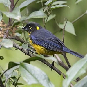 Lacrimose Mountain Tanager (Anisognathus lacrymosus) adult, perched on twig, Guango, Andes, Napo Province, Ecuador