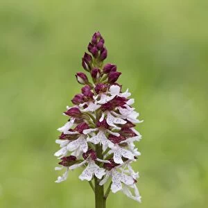 Lady Orchid (Orchis purpurea) close-up of flowerspike, Kent, England, May