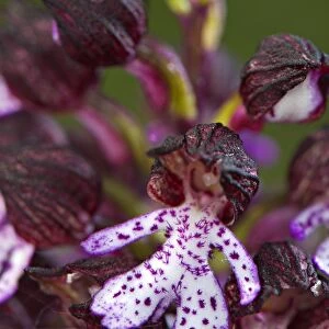 Lady Orchid (Orchis purpurea) close-up of flowers, Italy, april