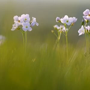 Ladys Smock (Cardamine pratensis) flowering, growing in meadow on organic farm, in evening light, Powys, Wales, May