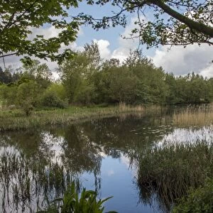 Lake at Lynford Arboretum, Norfolk