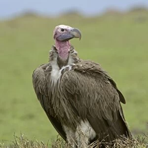 Lappet-faced Vulture (Torgos tracheliotus) adult, standing on ground, Masai Mara, Kenya
