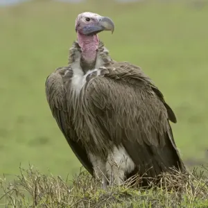Lappet-faced Vulture Print, Adult Standing on Ground Lappet-faced Vulture Print, Adult Standing on Ground