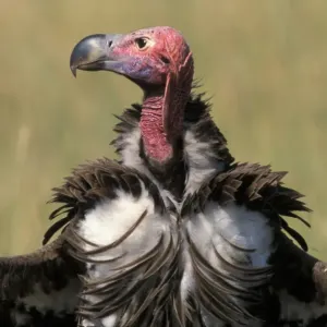 Lappet-faced Vulture Head Print Lappet-faced Vulture Head Print