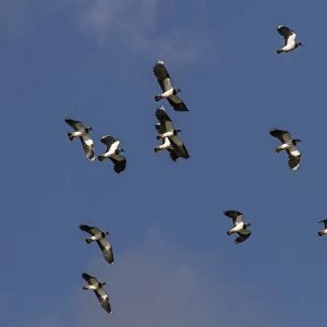 Lapwing flock on autumn migration