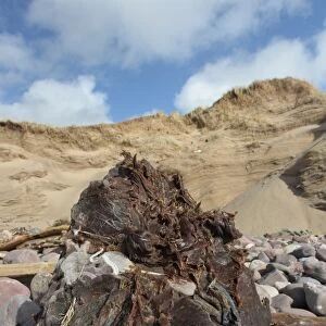 Large blob of grease washed up on beach, Gower Peninsula, West Glamorgan, South Wales, March